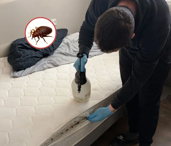Technicien traitant un matelas contre les punaises de lit à Enghien-les-Bains